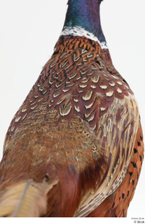 Pheasant  2 back 0001.jpg